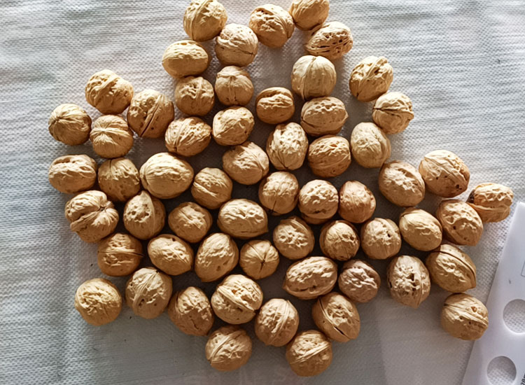 幸福核桃